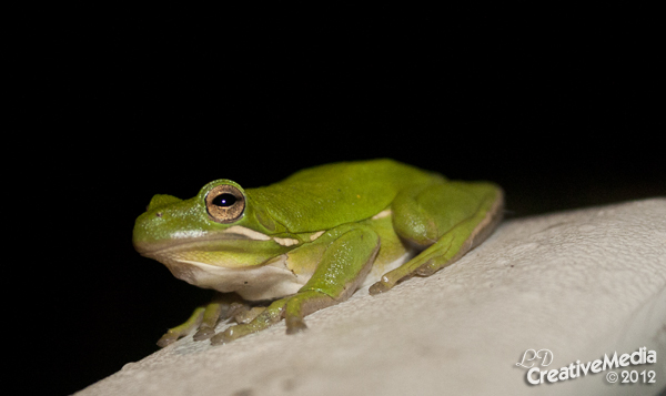 Day 76 - Hello Little Frog!